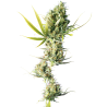 DURBAN (SENSI SEEDS) REGULAR