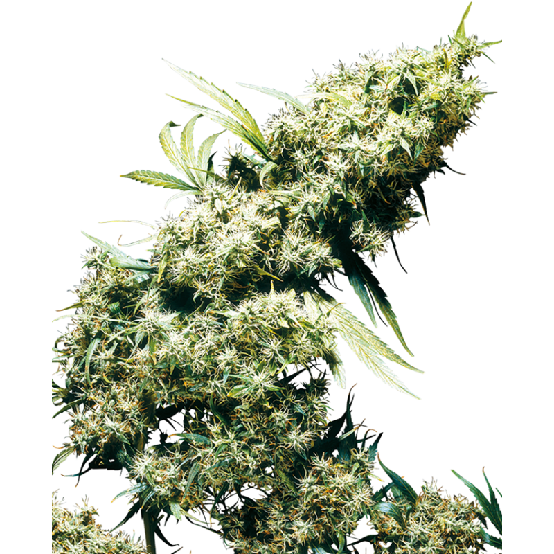 EARLY GIRL (SENSI SEEDS) REGULAR