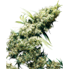 EARLY GIRL (SENSI SEEDS) REGULAR