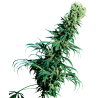 EARLY PEARL (SENSI SEEDS) REGULAR
