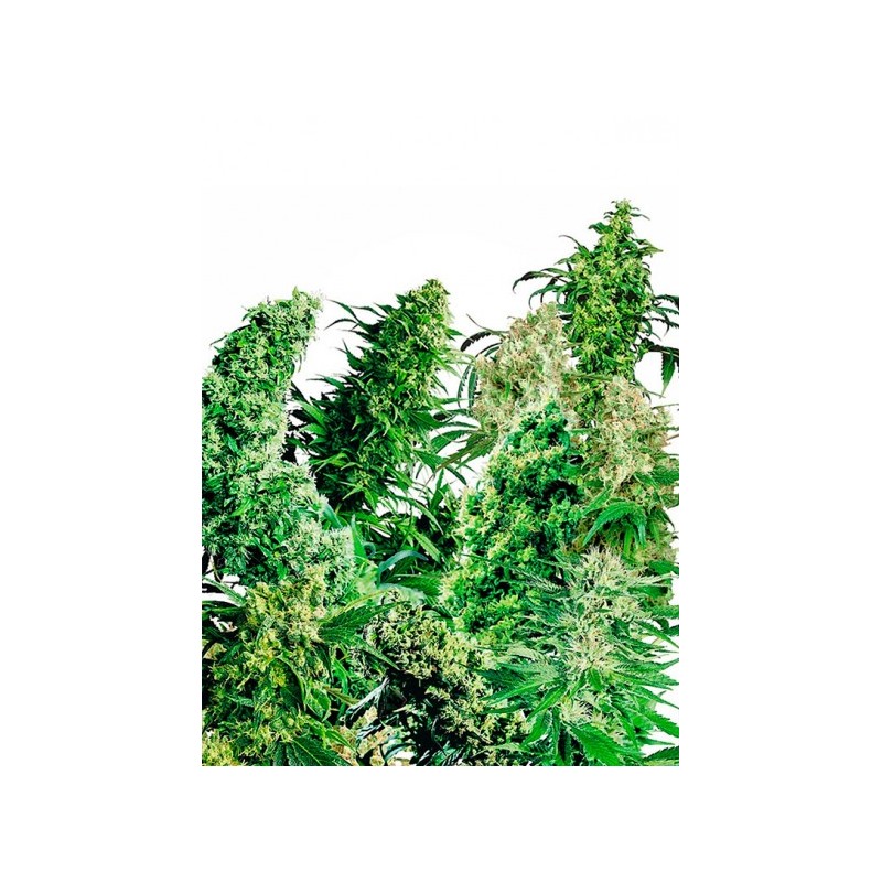 INDOOR MIX (SENSI SEEDS)