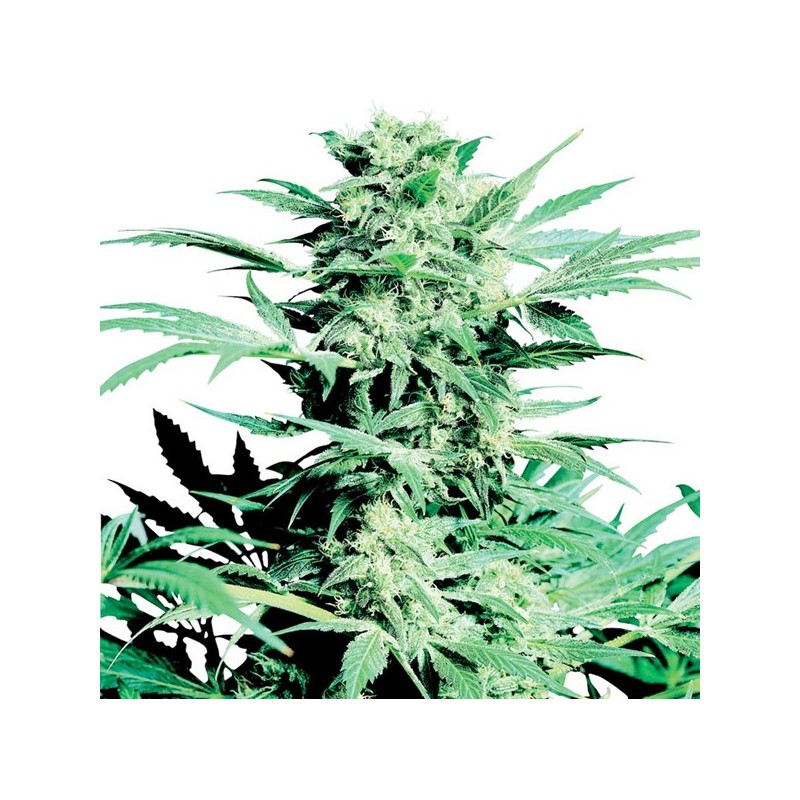 SHIVA SKUNK (SENSI SEEDS) REGULAR