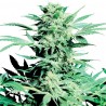 SHIVA SKUNK (SENSI SEEDS) REGULAR