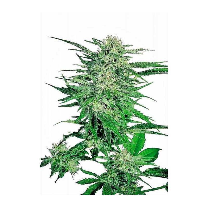 Big Bud Regular (Sensi Seeds)