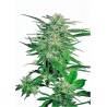 Big Bud Regular (Sensi Seeds)