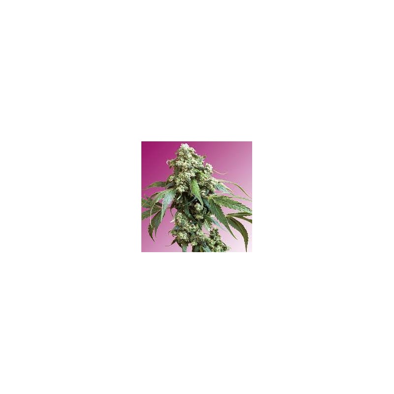 JACK FLASH REGULAR (SENSI SEEDS)