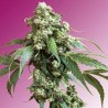 JACK FLASH REGULAR (SENSI SEEDS)