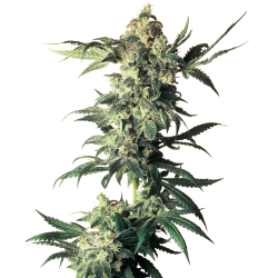 NORTHERN LIGHTS REGULAR...