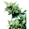 HASH PLANT (SENSI SEEDS) REGULAR