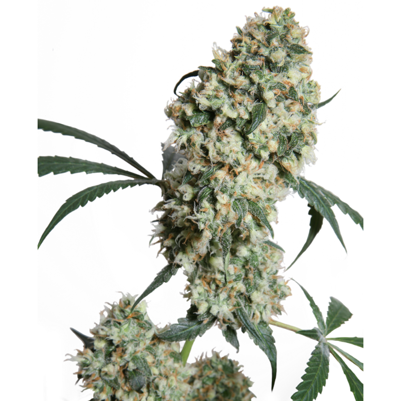 ED ROSENTHAL SUPER BUD ® (SENSI SEEDS) REGULAR