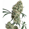 ED ROSENTHAL SUPER BUD ® (SENSI SEEDS) REGULAR