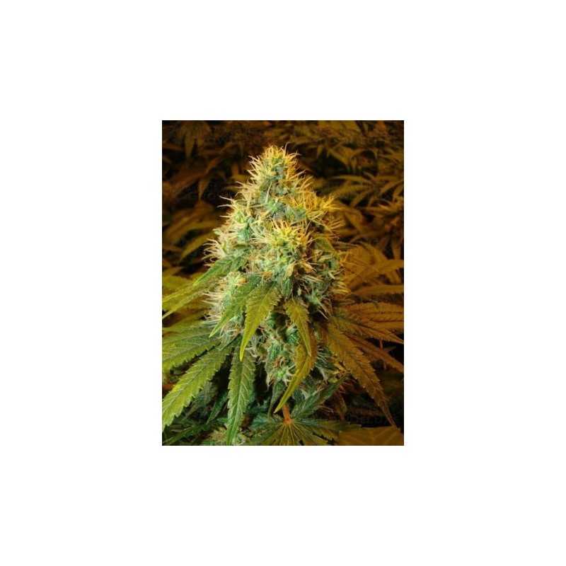 DOUBLE DUTCH (SERIOUS SEEDS) REGULAR