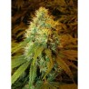 DOUBLE DUTCH (SERIOUS SEEDS) REGULAR