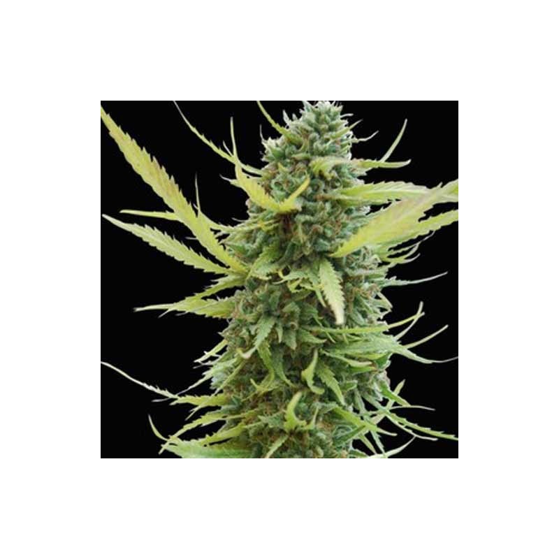 KILIMANJARO (WORLD OF SEEDS) REGULAR