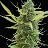 KILIMANJARO (WORLD OF SEEDS) REGULAR