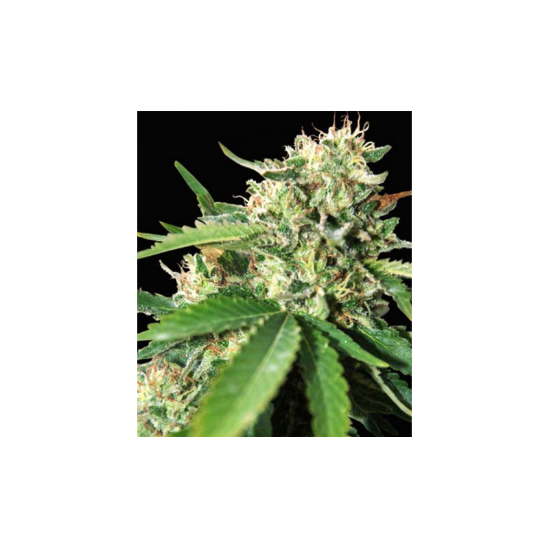 BRAZIL AMAZONIA (WORLD OF SEEDS) REGULAR