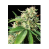 BRAZIL AMAZONIA (WORLD OF SEEDS) REGULAR