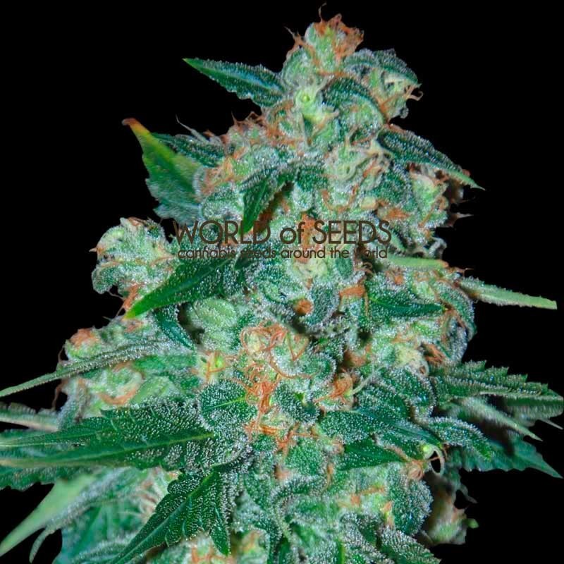 KETAMA (WORLD OF SEEDS) REGULAR