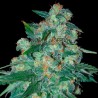 KETAMA (WORLD OF SEEDS) REGULAR