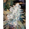 PAKISTAN VALLEY (WORLD OF SEEDS) REGULAR