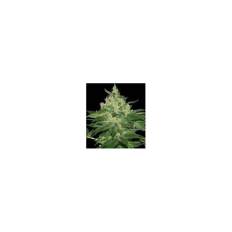 AFGHAN KUSH (WORLD OF SEEDS) REGULAR