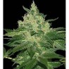 AFGHAN KUSH (WORLD OF SEEDS) REGULAR