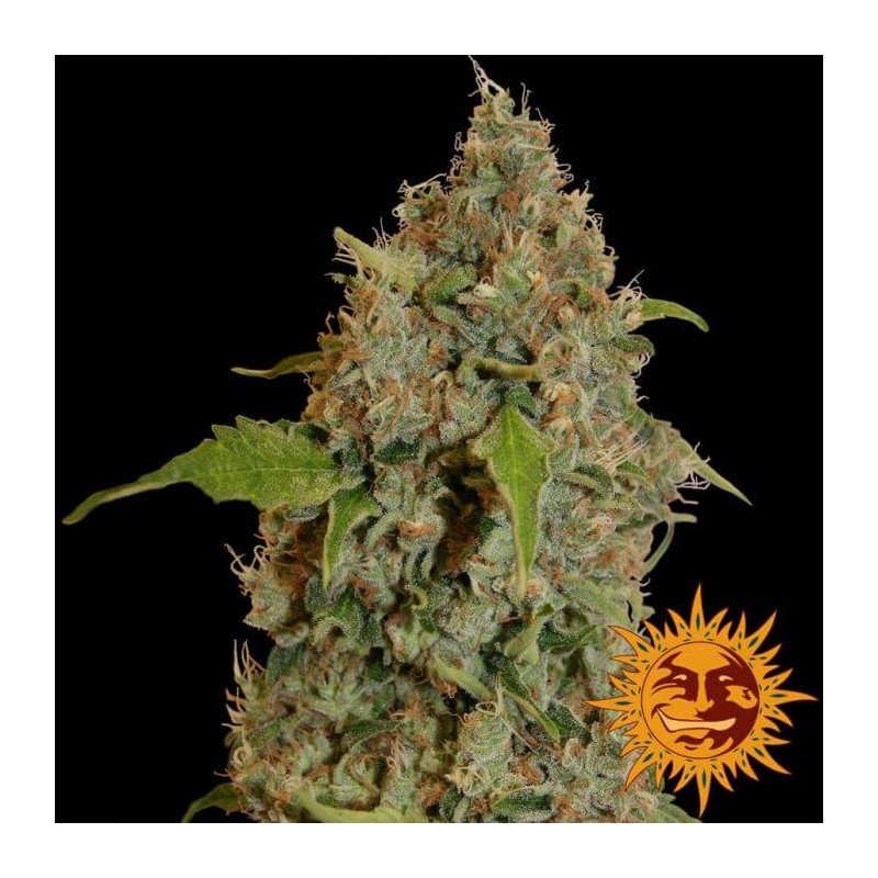 RED DIESEL (BARNEY´S FARM SEEDS)