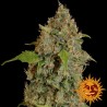 RED DIESEL (BARNEY´S FARM SEEDS)
