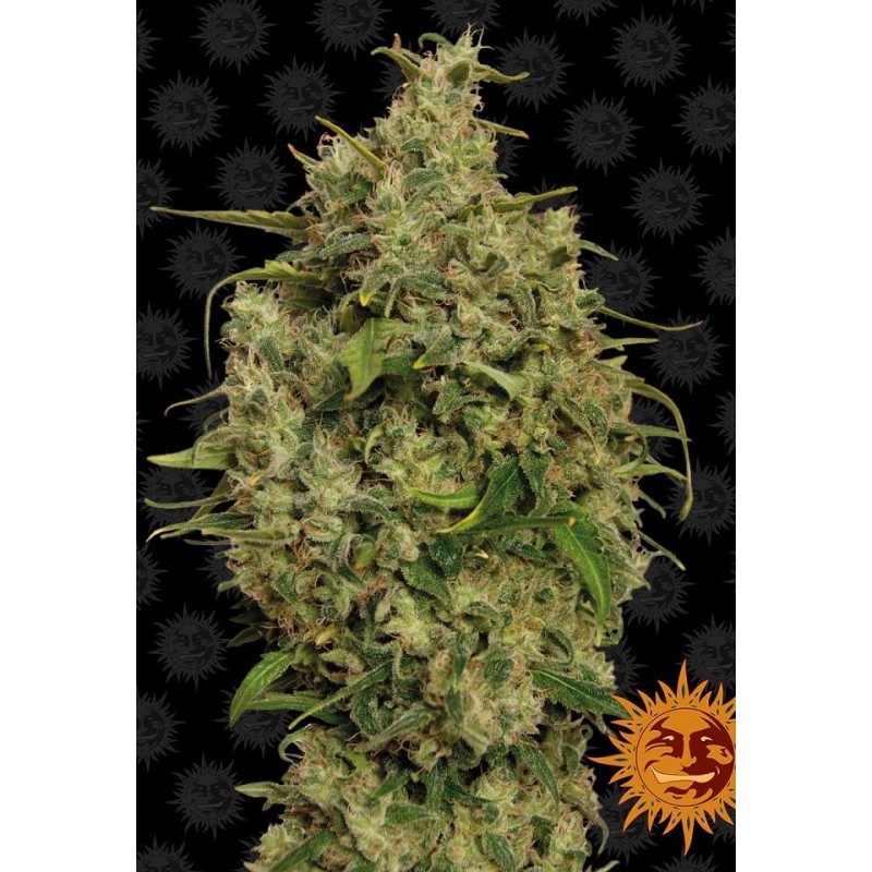 SWEET TOOTH (BARNEY´S FARM SEEDS)