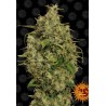 SWEET TOOTH (BARNEY´S FARM SEEDS)