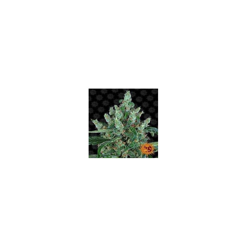 LAUGHING BUDDHA FEMINIZADA (BARNEY´S FARM SEEDS)
