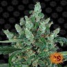 LAUGHING BUDDHA FEMINIZADA (BARNEY´S FARM SEEDS)