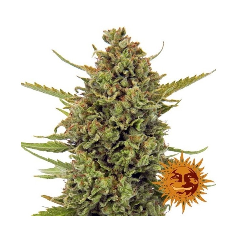 ACAPULCO GOLD FEMINIZADA (BARNEY´S FARM)