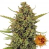 ACAPULCO GOLD FEMINIZADA (BARNEY´S FARM)