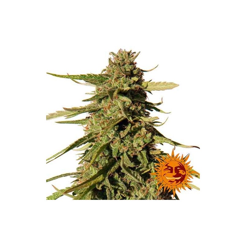 RED CHERRY BERRY (BARNEY´S FARM SEEDS)