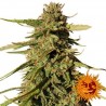 RED CHERRY BERRY (BARNEY´S FARM SEEDS)