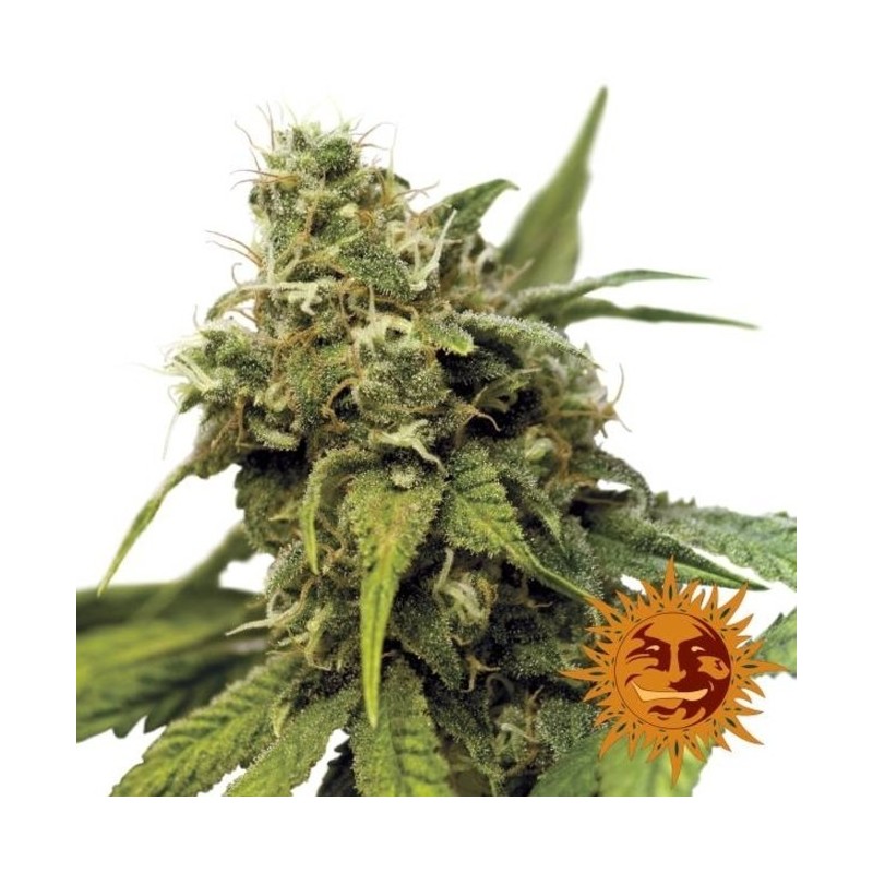 UTOPIA HAZE (BARNEY´S FARM)