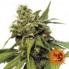 UTOPIA HAZE (BARNEY´S FARM)