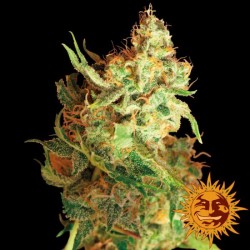 RED DRAGON (BARNEY´S FARM...