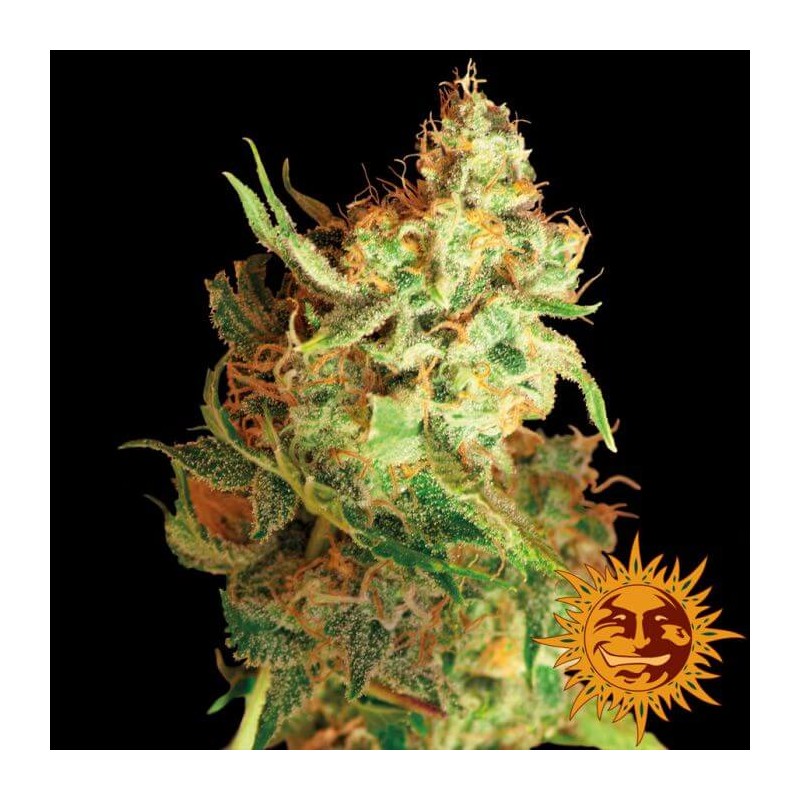 RED DRAGON (BARNEY´S FARM SEEDS)