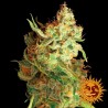 RED DRAGON (BARNEY´S FARM SEEDS)