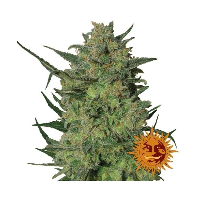 LSD FEMINIZADA (BARNEY´S FARM SEEDS)