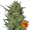 LSD FEMINIZADA (BARNEY´S FARM SEEDS)