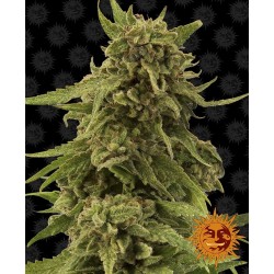 CBD CRITICAL CURE FEMINIZADA (BARNEY´S FARM SEEDS)