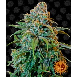 LIBERTY HAZE FEMINIZADA...