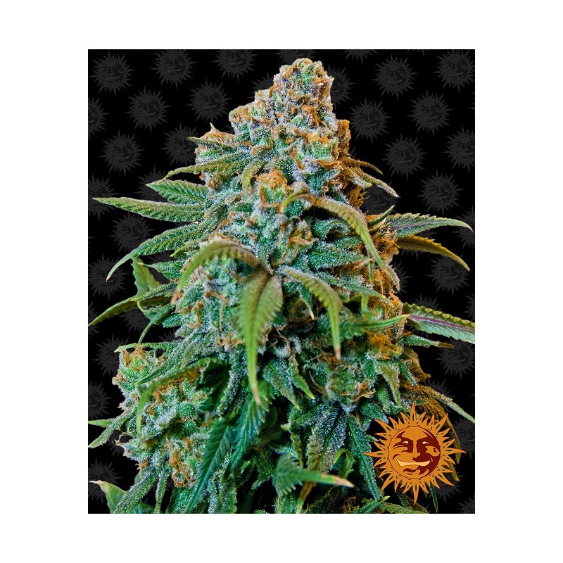 LIBERTY HAZE FEMINIZADA (BARNEY´S FARM SEEDS)