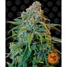 LIBERTY HAZE FEMINIZADA (BARNEY´S FARM SEEDS)