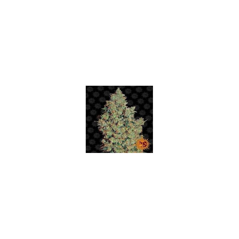 TANGERINE DREAM FEMINIZADA (BARNEY´S FARM SEEDS)