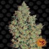 TANGERINE DREAM FEMINIZADA (BARNEY´S FARM SEEDS)