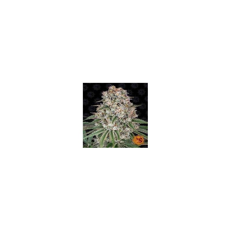 TROPICANNA BANANA FEMINIZADA (BARNEY´S FARM SEEDS)